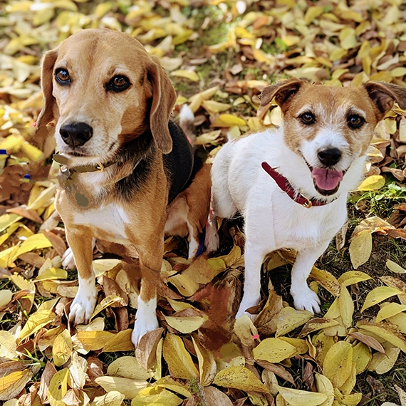 群馬　愛犬と泊まれるホテルルシアリゾート