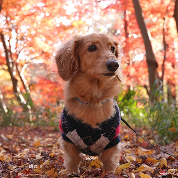 群馬　愛犬と泊まれるホテルルシアリゾート