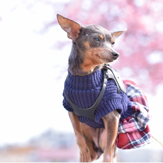 群馬　愛犬と泊まれるホテルルシアリゾート